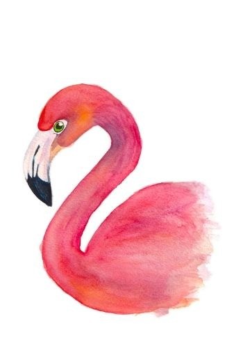 Flamingo