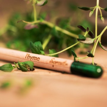 Pencilsmallthymplant41080x