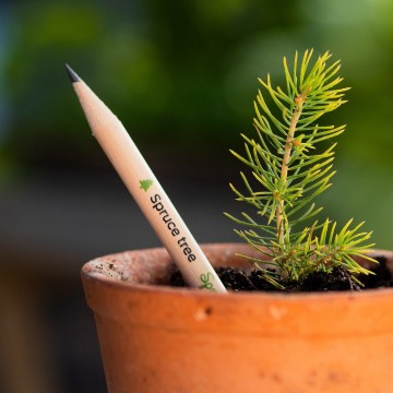 Plant a tree edition spruce pencil in pot1800x1800