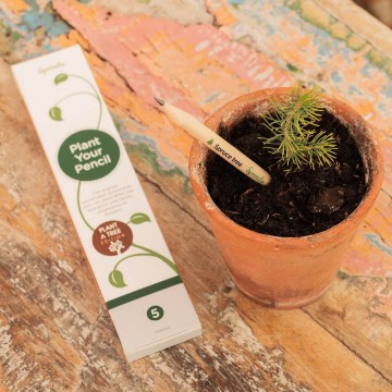 Plant a tree edition spruce pencil with packaging1800x1800